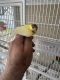 Finch Birds for sale in North Fort Myers, FL, USA. price: NA