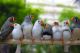 Finch Birds for sale in Sacramento, CA, USA. price: $15