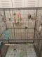 Finch Birds for sale in Milford, OH, USA. price: $175