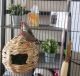 Finch Birds for sale in Englewood, Colorado. price: $250