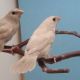 Finch Birds for sale in Commerce, TX 75428, USA. price: NA