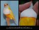 Finch Birds for sale in Oklahoma City, OK, USA. price: $130