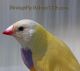 Finch Birds for sale in Tampa, FL, USA. price: NA