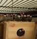 Finch Birds for sale in McHenry, IL, USA. price: $800