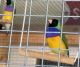 Finch Birds for sale in Northridge, Los Angeles, CA, USA. price: $75