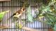 Finch Birds for sale in Revere, MA, USA. price: NA