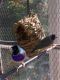 Finch Birds for sale in Richmond, VA, USA. price: NA