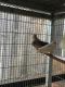 Finch Birds for sale in Coconut Creek, FL, USA. price: NA