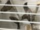 Finch Birds for sale in Lansdale, PA, USA. price: NA