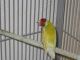 Finch Birds for sale in Chesterfield, New Baltimore, MI 48047, USA. price: $70