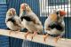 Finch Birds for sale in McComb, OH 45858, USA. price: NA