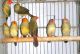 Finch Birds for sale in Miami, FL, USA. price: NA