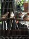 Finch Birds for sale in Coconut Creek, FL, USA. price: NA