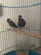 Finch Birds for sale in Katy, TX, USA. price: NA