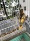 Finch Birds for sale in Teaneck, NJ, USA. price: NA