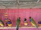 Finch Birds for sale in Fallbrook, CA 92028, USA. price: NA