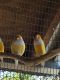 Finch Birds
