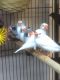 Finch Birds for sale in Stamford, CT, USA. price: NA