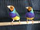 Finch Birds for sale in Huntington Beach, CA, USA. price: NA