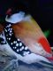 Finch Birds for sale in Clearwater, FL, USA. price: NA