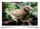 Finch Birds for sale in Vancouver, WA, USA. price: $54