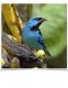 Finch Birds for sale in Vancouver, WA, USA. price: NA