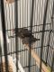 Finch Birds for sale in Olathe, KS, USA. price: NA