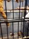 Finch Birds for sale in Hartford City, IN 47348, USA. price: NA