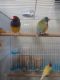 Finch Birds for sale in Houston, TX 77094, USA. price: NA