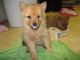 Finnish Spitz Puppies for sale in Bellevue, WA, USA. price: NA