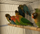 Fischer's Turaco Birds