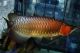 Silver arowana Fishes for sale in New Haven, CT, USA. price: NA