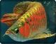 Arowana Fishes for sale in Des Moines, IA, USA. price: NA