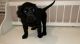 Flat-Coated Retriever Puppies for sale in Avondale, AZ, USA. price: NA