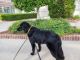 Flat-Coated Retriever Puppies for sale in Concord, NC, USA. price: NA
