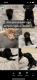 Labrador RetrieverLos cachorrosen venta en Vancouver, WA, USA. Precio: $200