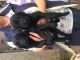 Flat-Coated Retriever Puppies for sale in Little Rock, AR, USA. price: NA