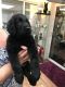 Flat-Coated Retriever Puppies for sale in United States. price: NA