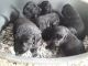 Flat-Coated Retriever Puppies for sale in Seattle, WA, USA. price: $600
