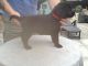 Flat-Coated Retriever Puppies for sale in NJ-17, Paramus, NJ 07652, USA. price: NA