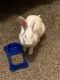 Flemish Giant Rabbits for sale in Matteson, IL, USA. price: $50