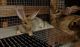 Flemish Giant Rabbits for sale in Sparta, NC 28675, USA. price: $35