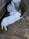 Flemish Giant Rabbits for sale in Chillicothe, MO 64601, USA. price: $50