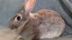 Flemish Giant Rabbits for sale in Maryville, TN, USA. price: NA