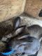 Flemish Giant Rabbits for sale in Houston, TX, USA. price: $20