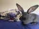 Flemish Giant Rabbits for sale in Apple Valley, CA, USA. price: NA