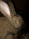 Flemish Giant Rabbits for sale in Meredith, NH, USA. price: NA