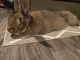 Flemish Giant Rabbits for sale in Powell, OH 43065, USA. price: NA