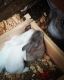 Flemish Giant Rabbits for sale in Spring Hill, FL, USA. price: NA