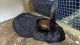 Flemish Giant Rabbits for sale in HVRE DE GRACE, MD 21078, USA. price: NA